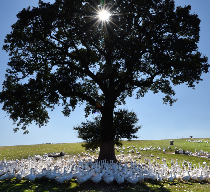 Brisbourne Free Range Geese for Christmas are free to roam