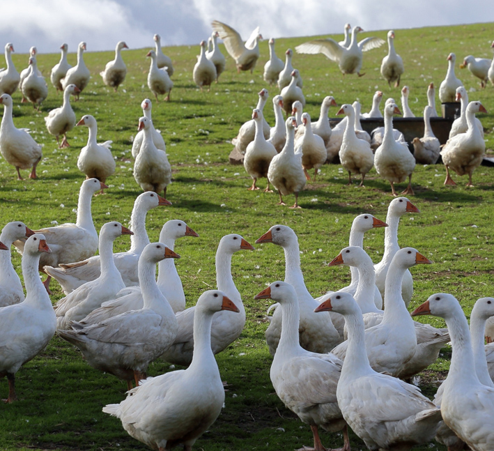 Brisbourne Free Range Geese fed on home produced feed