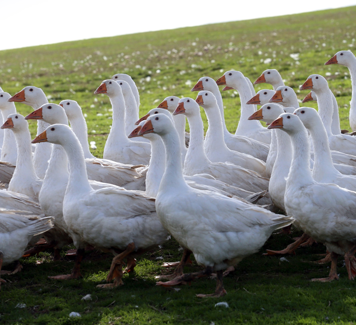 Brisbourne Free Range Geese for Christmas rich and succulent