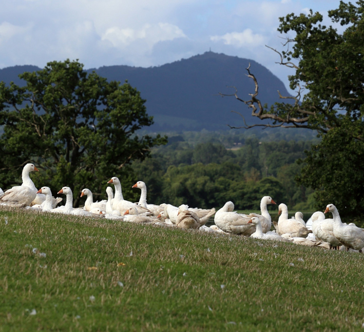 Brisbourne Free Range Geese for Christmas with giblets