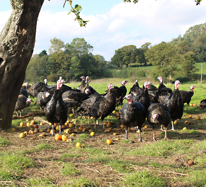 Brisbourne Free Range Geese for Christmas rich and succulent