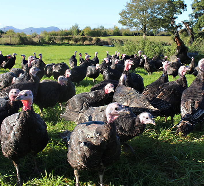 Brisbourne Free Range Geese for Christmas with giblets